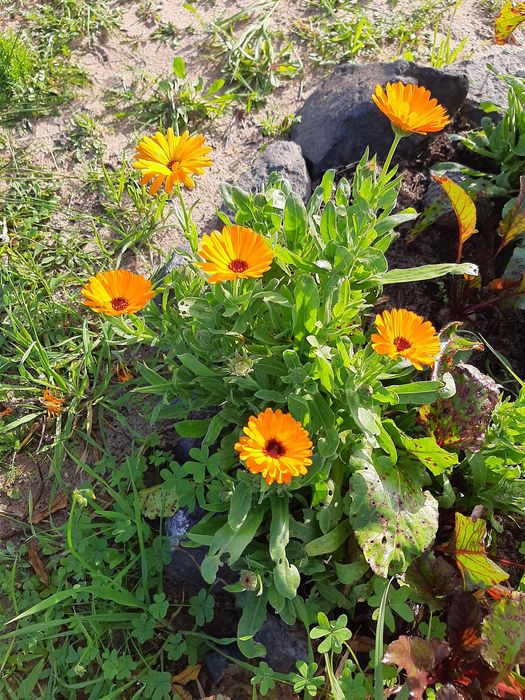 Sementes de Calêndula