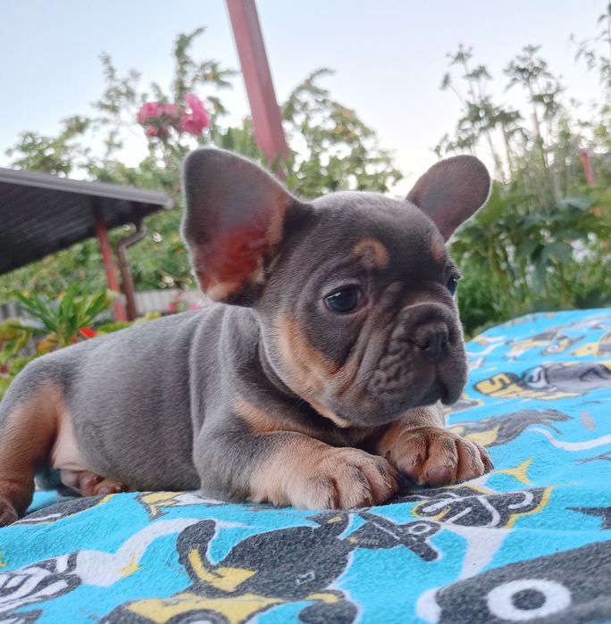 Блакитний малиш чекає Вас