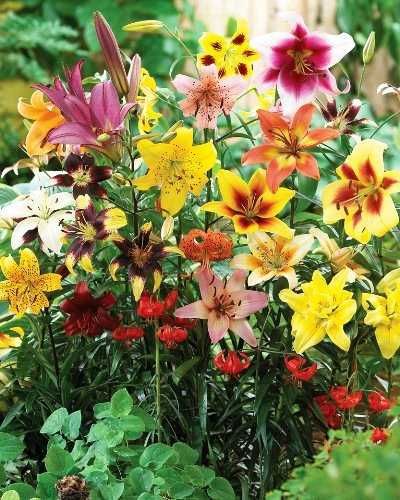 Cebulki Lilii 100 szt Różne Kolory Duże Cebule 100 szt tylko 119 zł !!