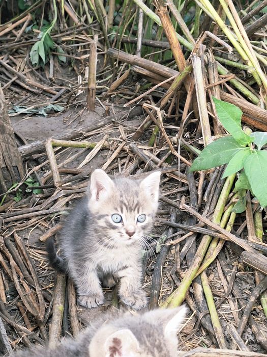 Продам милых котят