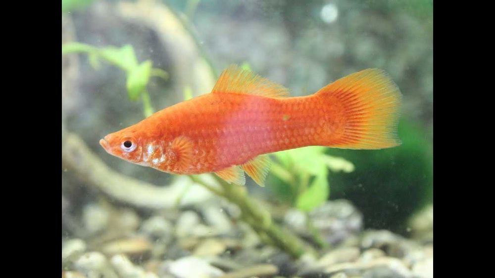 Аквариумные рыбки Анциструсы меченосцы