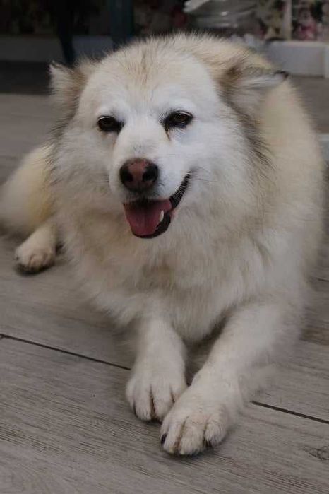 Barbi i Gonzo - szukamy im domu