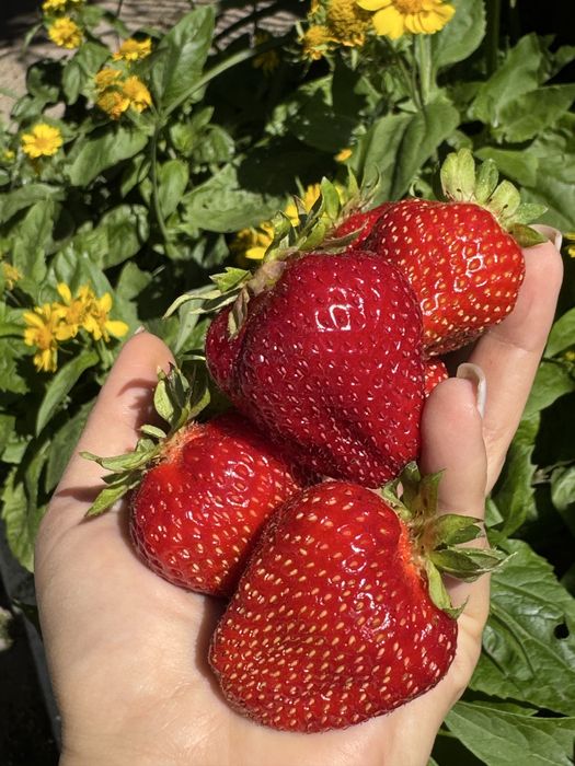 Саджанці полуниці