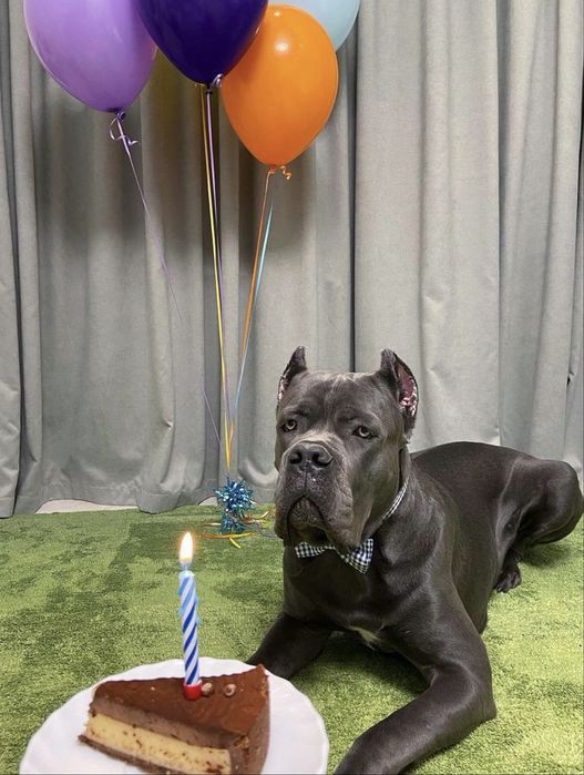 Літні щеночки Cane corso-від питомника