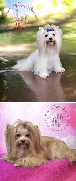 York, Golddust Yorkshire Terrier