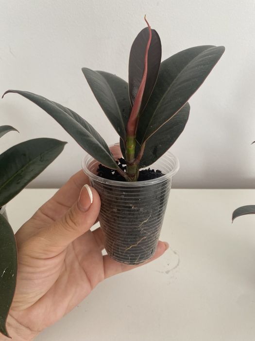 Фікус робуста еластік