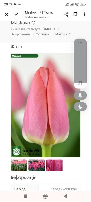 Продам тюльпани.