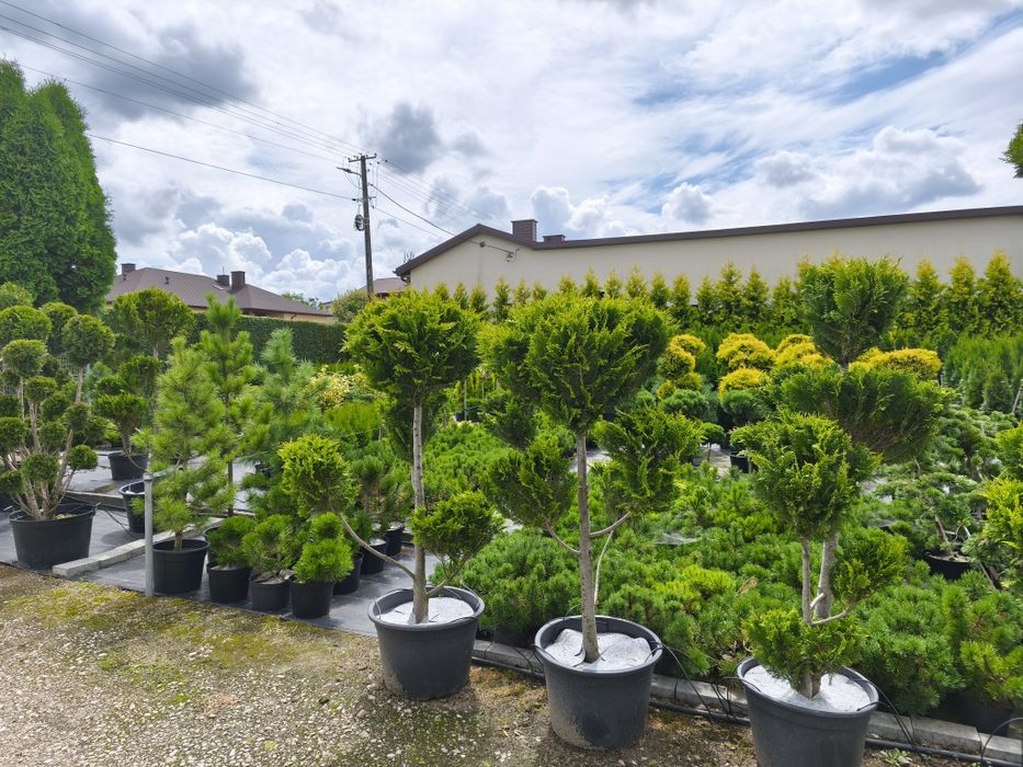 Cyprys Lawsona iwonne