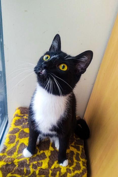 Zdalni wolontariusze do kotopostów poszukiwani :)