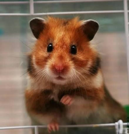 Хомяк, хомяки крупные ( детёныши) Имеются сатиновые ( атласные)