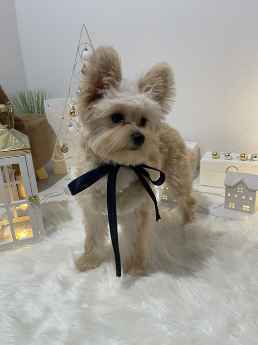 Помапу  чарівні крихітки чекають на вас