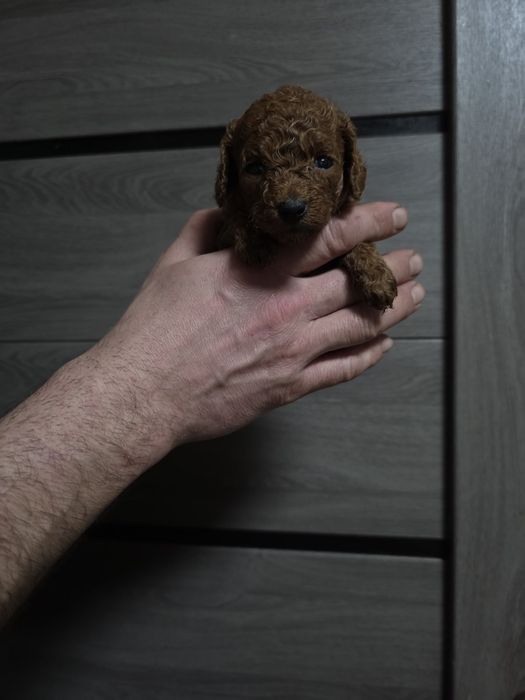 Ред Браун Той Пудель