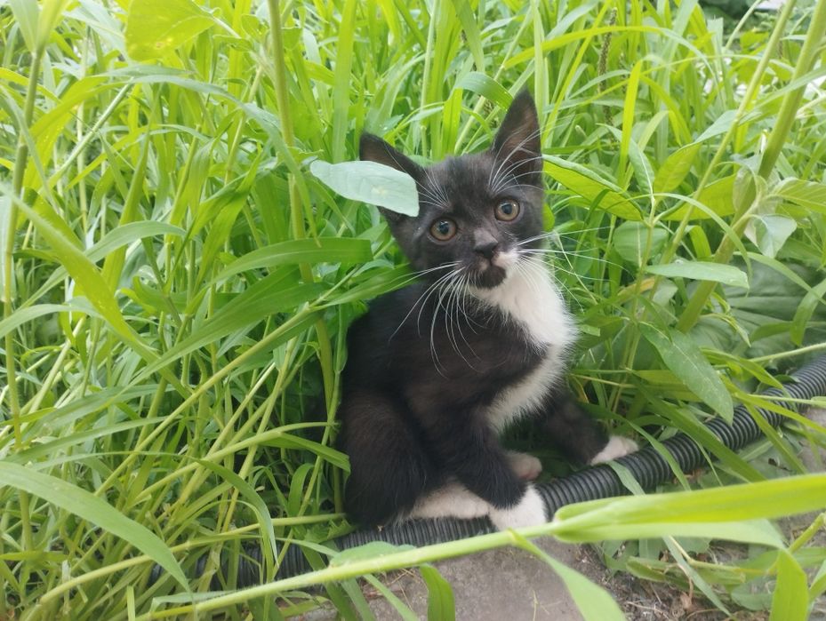 Кошенята в добрі руки