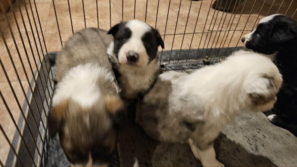 Piesek Border collie do rezerwacji