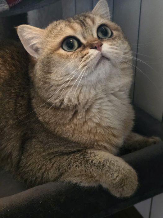 Британский кот вязка