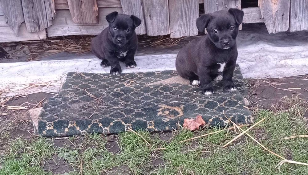 2 szczeniaki chłopczyk i suczka  po małych pieskach.