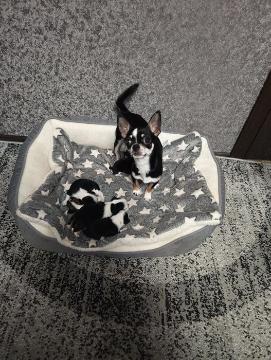 Бронь. Чихуахуа.