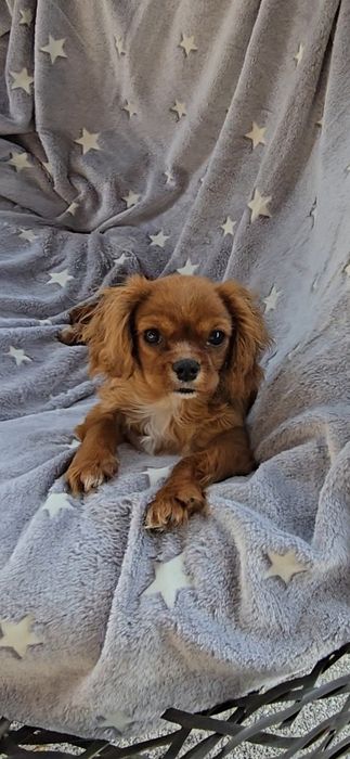 Cavalier King chłopczyk
