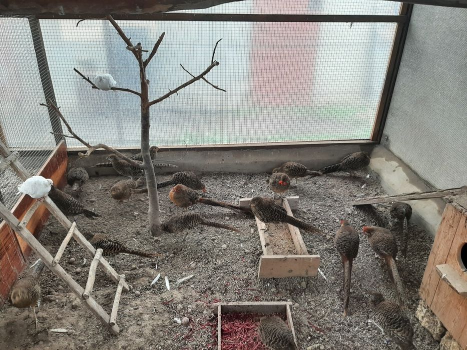 Фазани Золоті і Алмазні