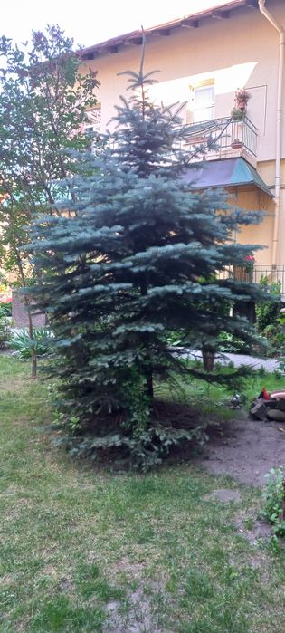 Голуба ялинка 4м самовивіз