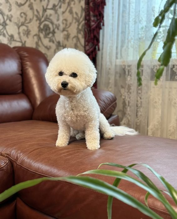 Хлопчик, Бішон Фрізе.