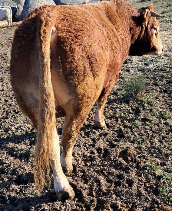 Boi Limousine Puro 4 anos -Guarda
