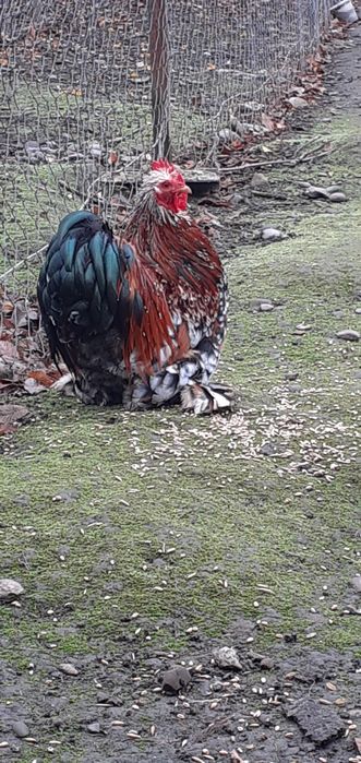 Півникі породи Кохінхін порцеляновий ситцевий карликовий