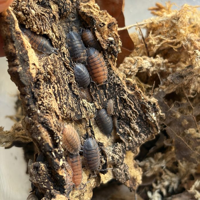 Isopody Porcellio scaber Lava równonogi, ekipa sprzatajaca terrarium