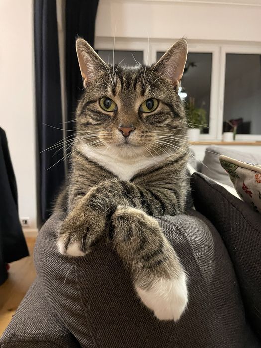 Frotka - kotka wymagająca doświadczonego opiekuna