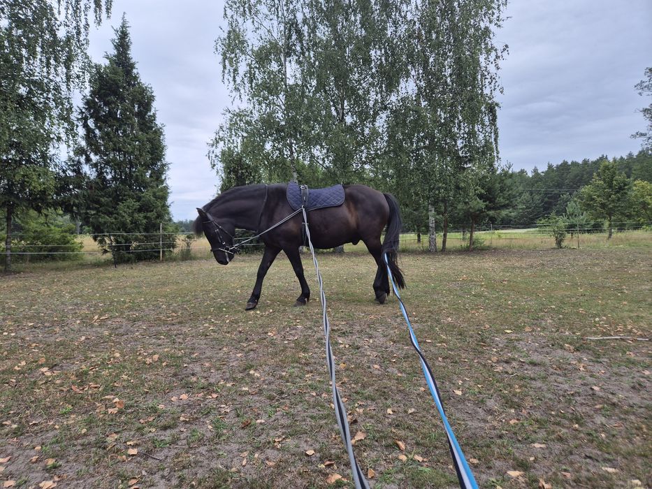 Wałach na sprzedaż