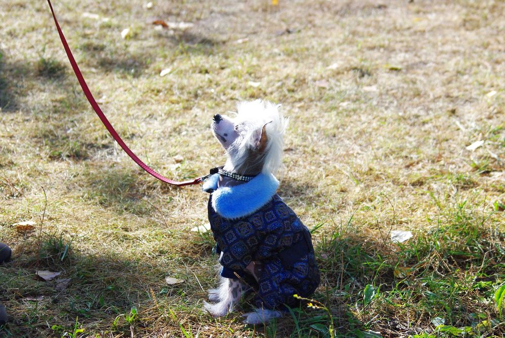 ПАНСІОН-ГОТЕЛЬ для СОБАК і КОТІВ в Києві та Області