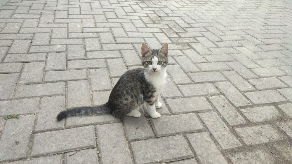 Кошеня шукає дім  хлопчик