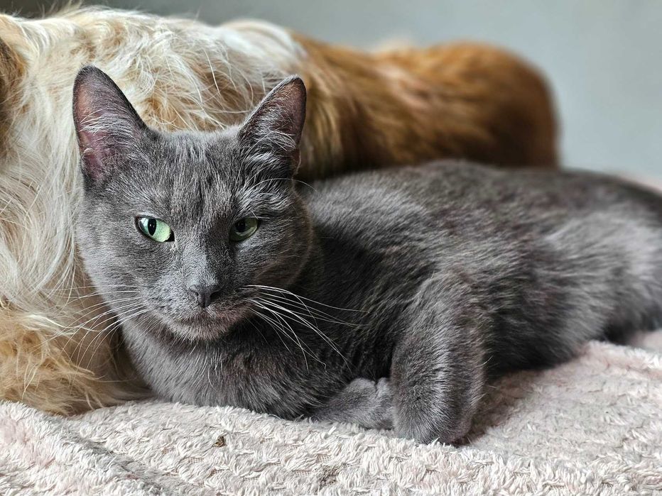 Kotka bez ogonka do odpowiedzialnej adopcji