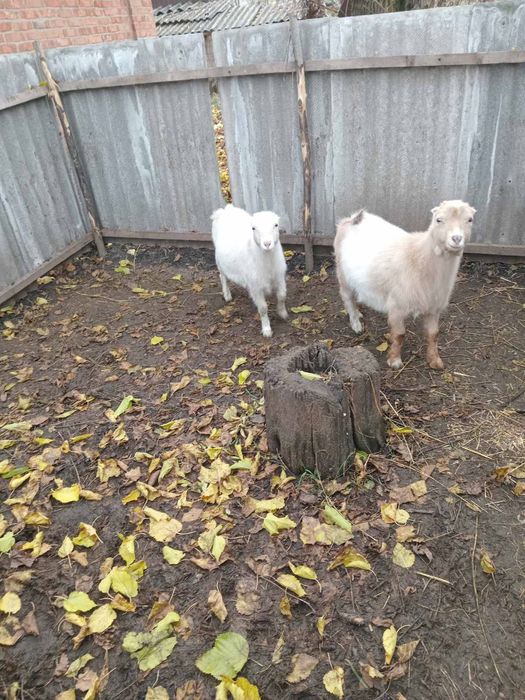 Продам козинят ламанча