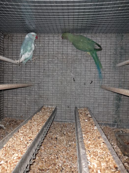 Machos ring nek malhados e violeta