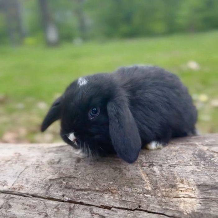 Mini lop з сатиновою шорсткою!! Яскраво блакитні очі!