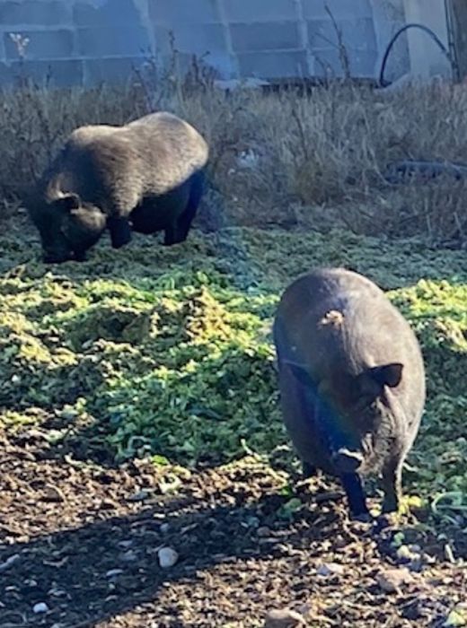 Porcos vietnamita adultos