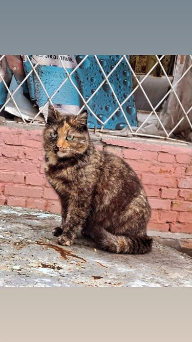 Отдам кошку черепахового окраса, стерилизована