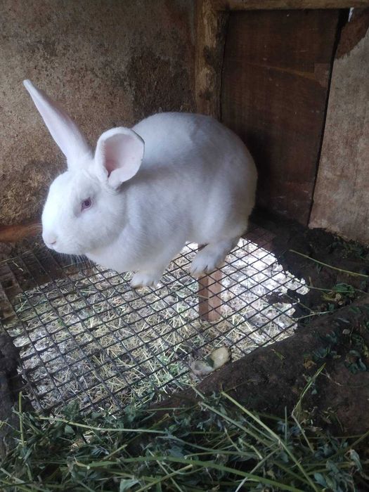 Продаються кролики