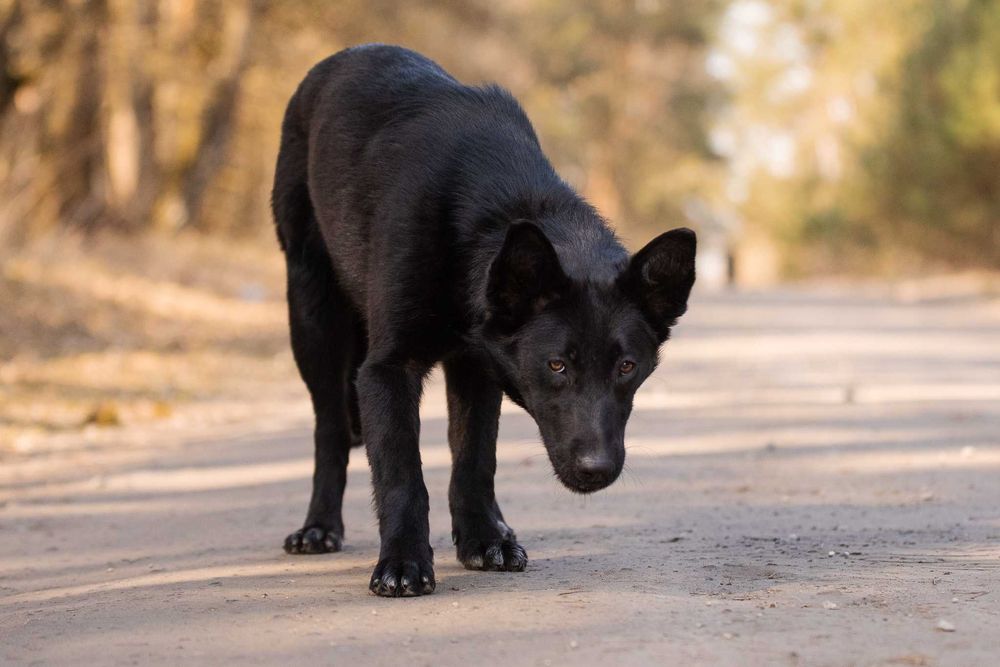 MAKIMA - młoda, aktyna, łagodna, idealna
