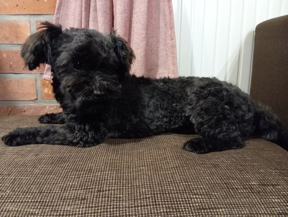 Ice Man piesek rasy Rosyjska Bolonka Kolorowa