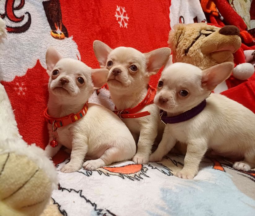 Маленькі чихуахуа у продажу