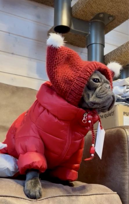 Шапка для собаки французского бульдога