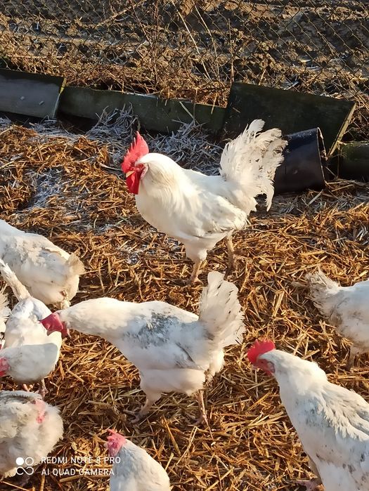 jaja lęgowe leghorn wysylka