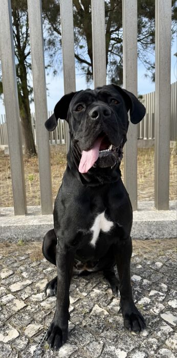 Passeios para cães e Pet Sitting (Primeira visita gratuita)