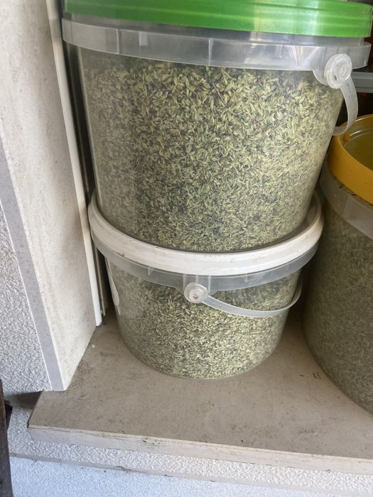Oregãos apanhados Tradicionalmente