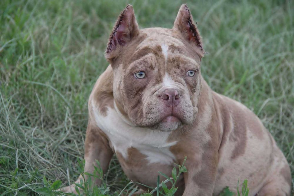 Маленький ведмедик American Bully Pocket