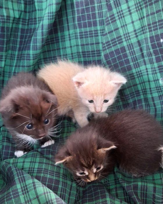 Кошенята в добрі руки