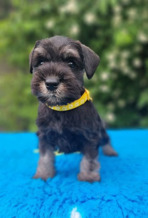 Цуценята цвергшнауцера