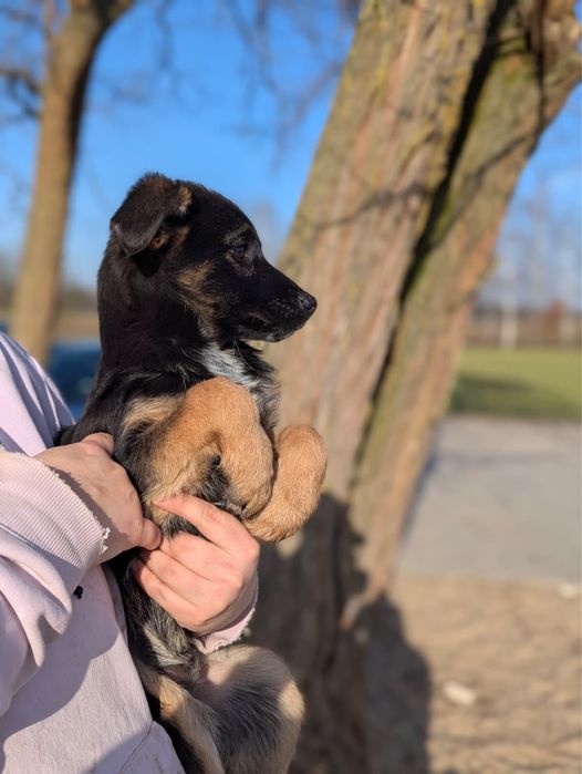 Malutka Róża szuka domu